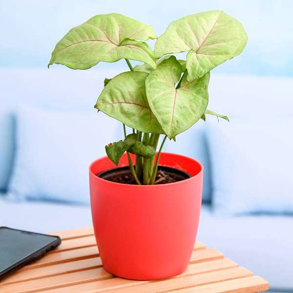 Syngonium Cream allusion, Syngonium Cream (Pink veins) - Plant
