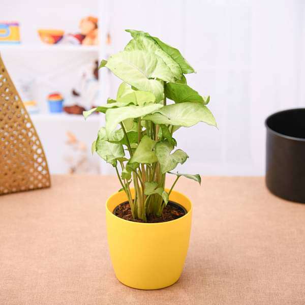 Syngonium Green - Plant