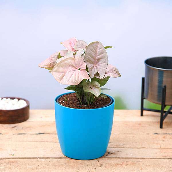 Syngonium ( Pink ) - Plant