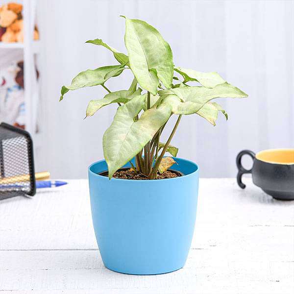 Syngonium Podophyllum Silver Pearl - Plant
