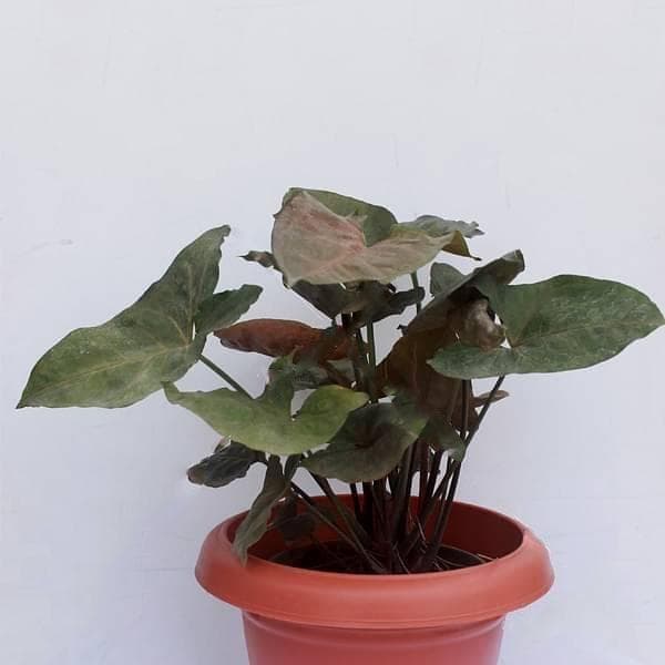 Syngonium ( Red Green ) - Plant
