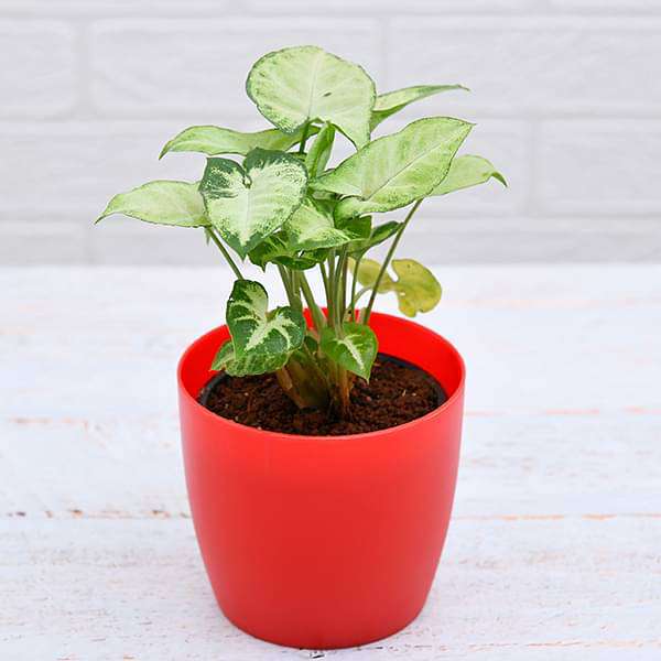 Syngonium variegated - Plant