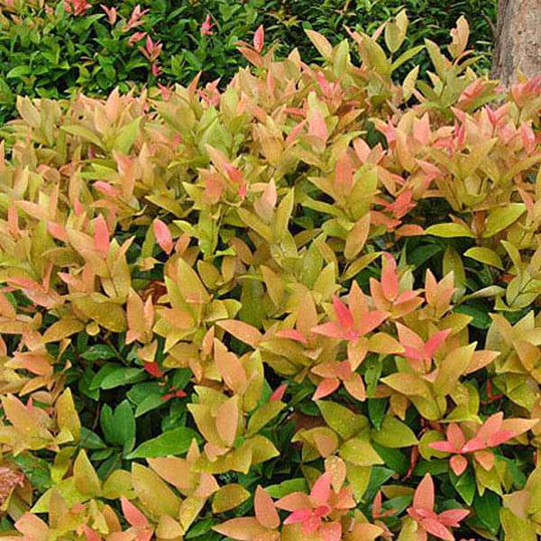 Syzygium Campanulatum, Christina tree - Plant