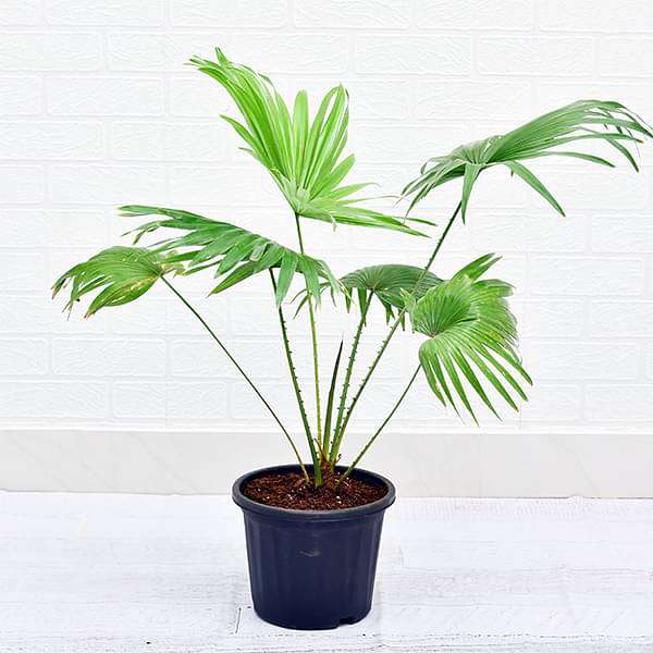 Table palm, Umbrella Palm - Plant
