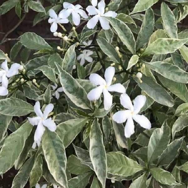 Tagar Variegated - Plant