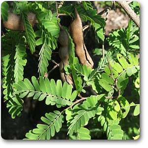 Tamarind, Imli, Tamarindus indica - Plant