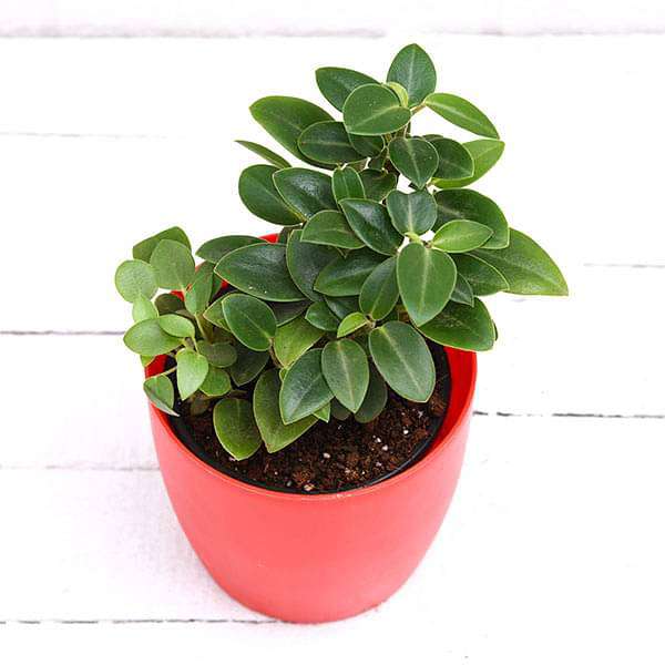 Teardrop Peperomia, Peperomia orba - Succulent Plant