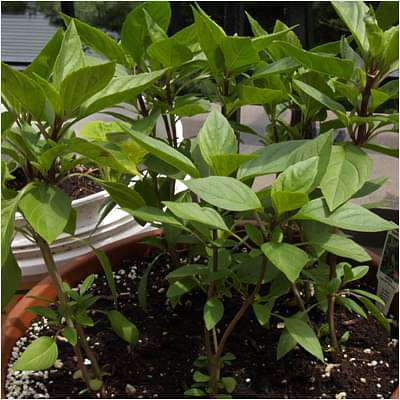 Thai Basil, Ocimum thyrsiflora - Plant
