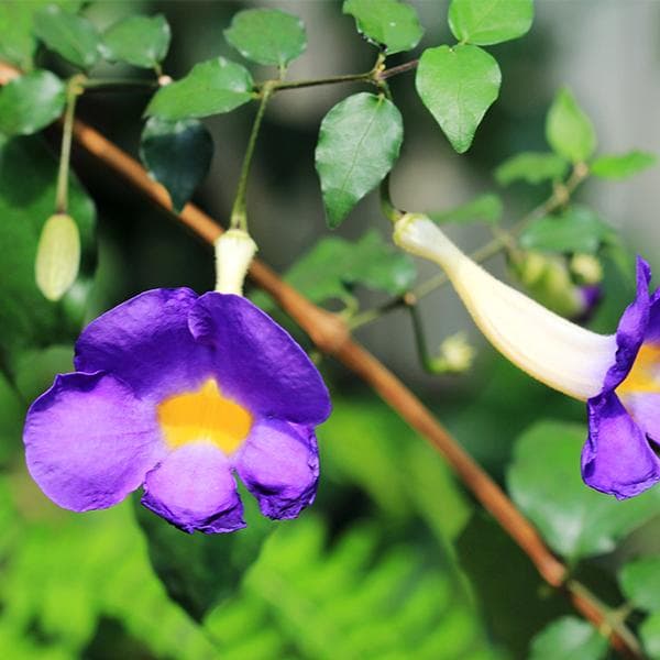 Thunbergia Erecta Nana, Meyenia Erecta Nana, Bush Clock Vine (Blue) - Plant