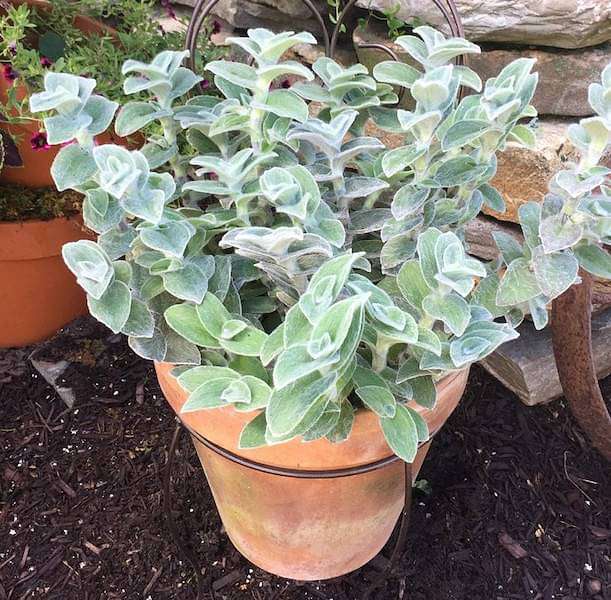 Tradescantia sillamontana - Succulent Plant