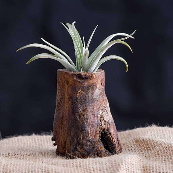 Tree of Life - Air Plant