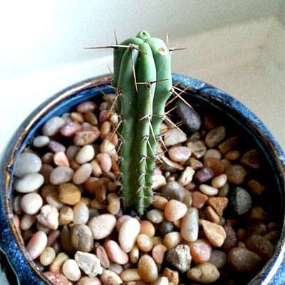 Trichocereus pachanoi - Plant
