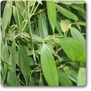 True Cinnamon, Bay Leaf, Tamala Patram - Plant