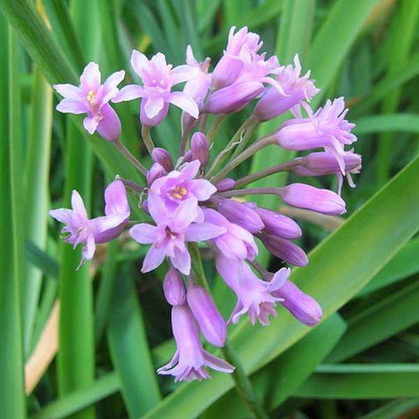 Tulbaghia Fragrans, Sweet Garlic - Plant
