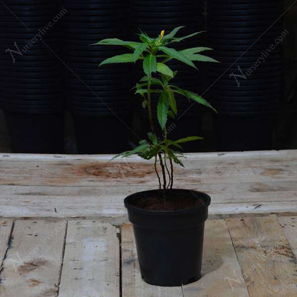 Turnera Ulmifolia, Sage Rose (Yellow) - Plant
