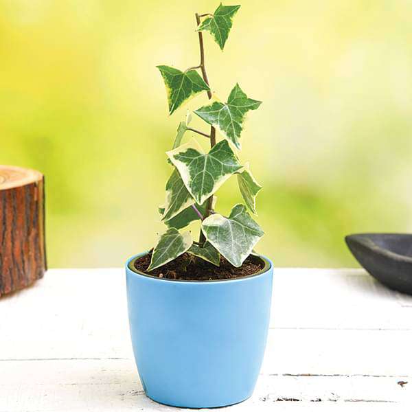 Variegated English Ivy - Plant