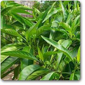 Vasaka, Adusa, Justicia Adhatoda - Plant