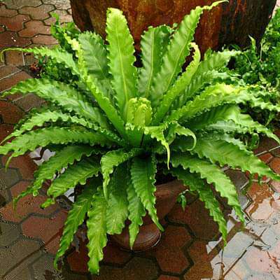Victoria Bird Nest Fern, Asplenium Victoria - Plant