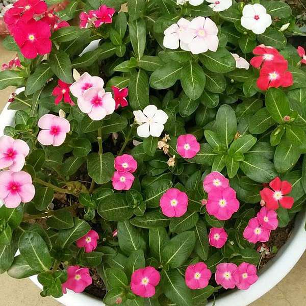Vinca, Catharanthus roseus (Any Color) - Plant