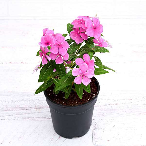 Vinca, Catharanthus roseus (Lavender) - Plant