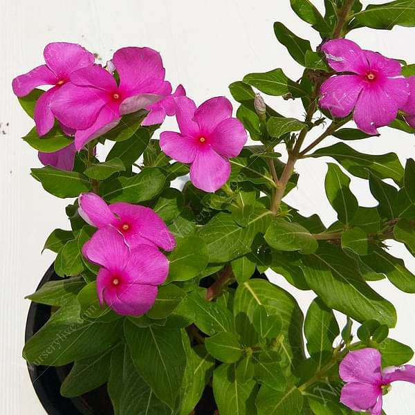 Vinca, Catharanthus roseus (Pink) - Plant