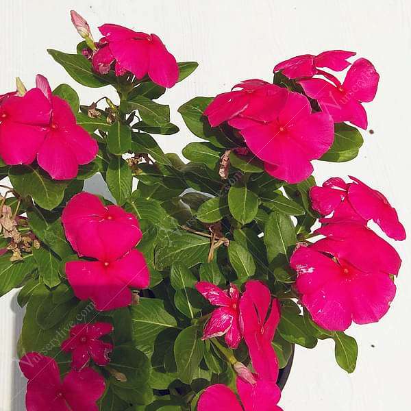Vinca, Catharanthus roseus (Red) - Plant