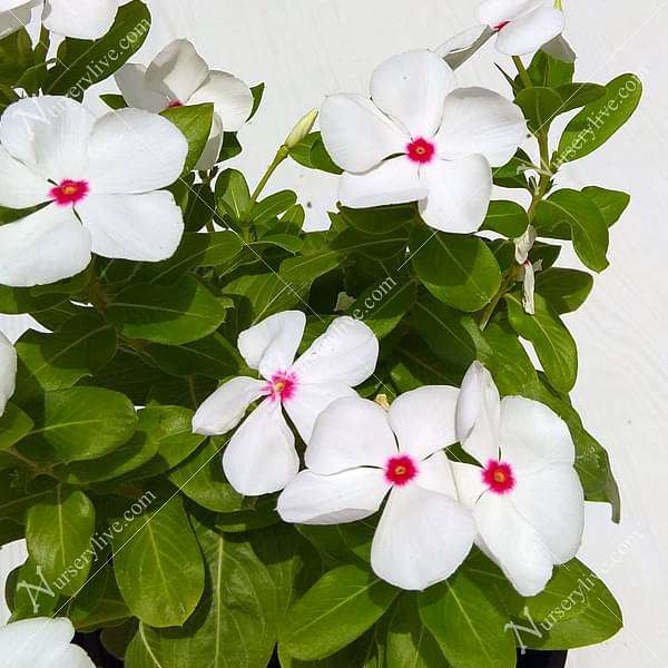 Vinca, Catharanthus roseus (White) - Plant
