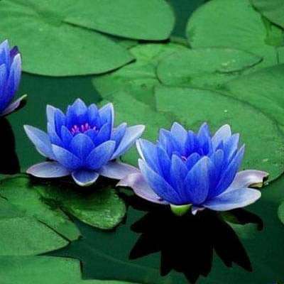 Water Lily (Any Color) - Plant