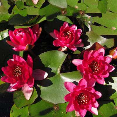 Water Lily, Nymphae Nouchali (Red) - Plant