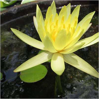 Water Lily ( Yellow ) - Plant