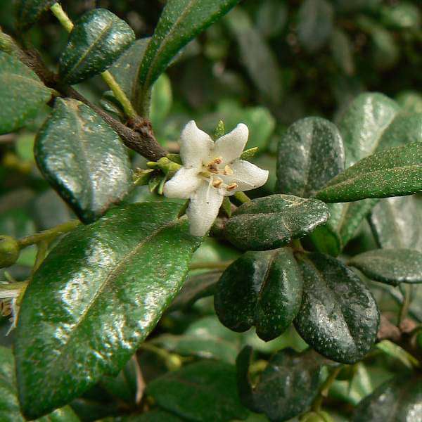 Wax Malpighia, Ehretia microphylla (White) - Plant