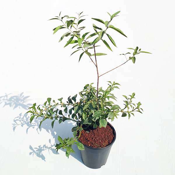 White Sandalwood Tree, Chandan Tree - Plant