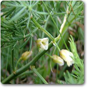 Wild Asparagus, Shatavari - Plant