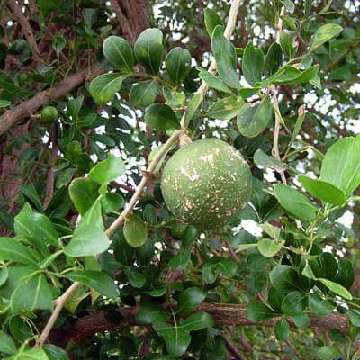 Woodapple, Kavath - Plant