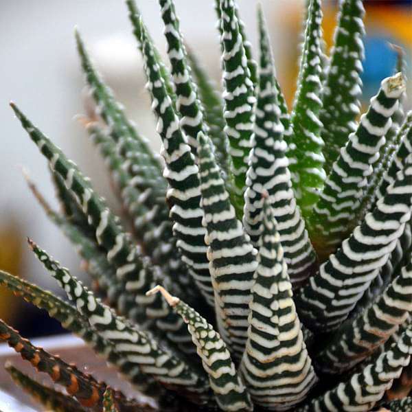 Zebra cactus in square glass pot (4in Ht)