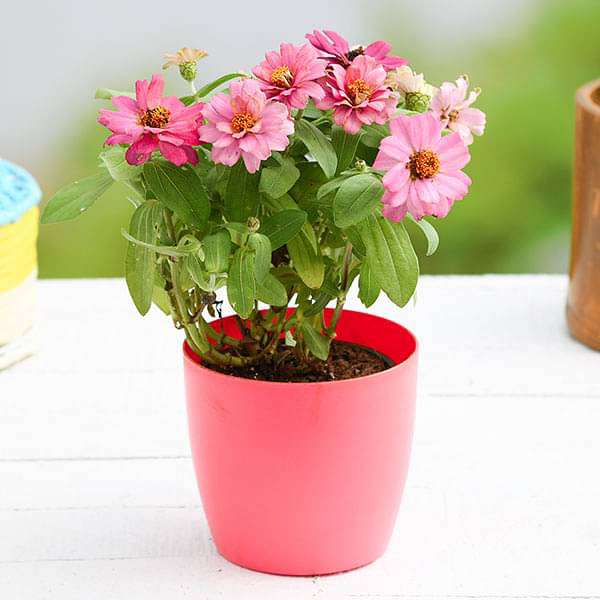 Zinnia (Any Color) - Plant