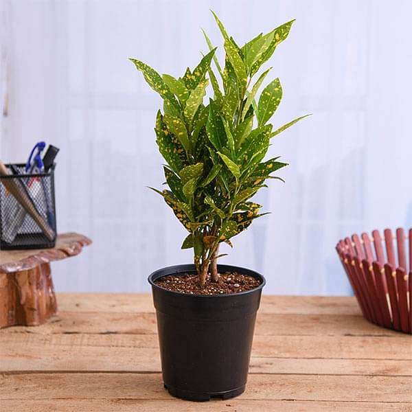 Croton Plant Codiaeum Variegatum Gold Dust Small Leaves Plant Green On Globe