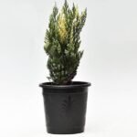 Chinese Juniper, Juniperus chinensis expansa variegata - Plant - CJJ-847325