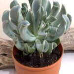 Echeveria runyonii - Succulent Plant - ERS-717832