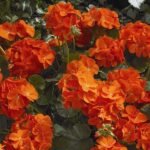 Geranium Ivy, Geranium Creeper (Orange) - Plant - GIG-617160
