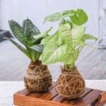 Add Unique Look to Your Garden with Decorative Moss Balls - Kokedama - AUL-549229