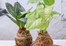 Add Unique Look to Your Garden with Decorative Moss Balls - Kokedama - AUL-549229