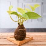 Air Purifier Golden Money Plant Moss Ball with Plate - Kokedama - APG-567079
