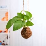 Air Purifier Green Money Plant Moss Ball - Kokedama - APG-603329