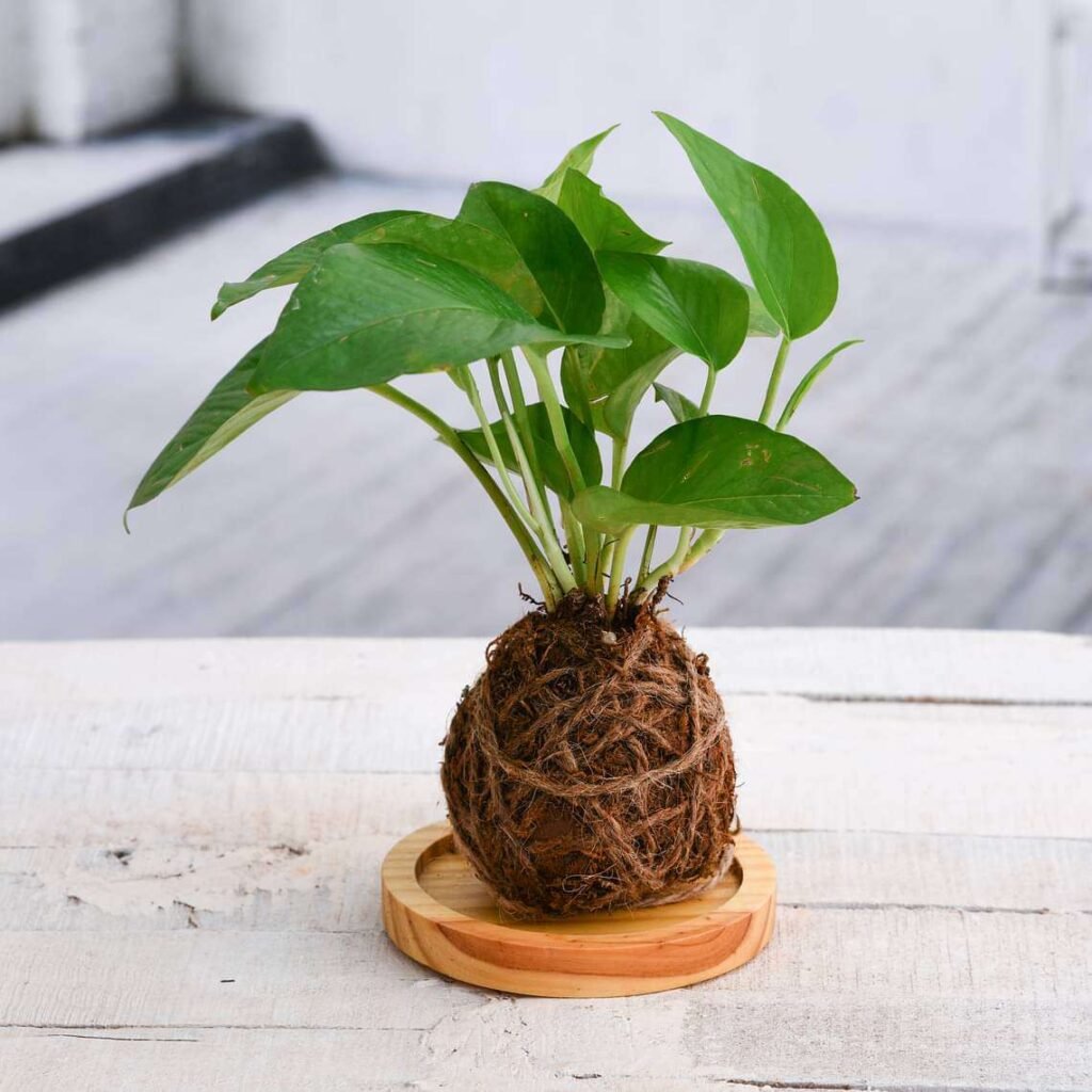 Air Purifier Green Money Plant Moss Ball with Plate - Kokedama - APG-908369