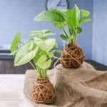 Elegant Moss Balls for Beautiful Surrounding - Kokedama - EMB-154672