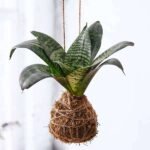 Everlasting Sansevieria Plant Moss Ball - Kokedama - ESP-817503