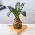 Everlasting Sansevieria Plant Moss Ball with Plate - Kokedama - ESP-381990