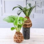 Indoor Air Purifier Moss Balls - Kokedama - IAP-313622