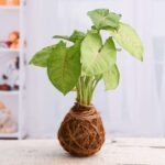 Low Maintenance Syngonium Plant Moss Ball - Kokedama - LMS-717403